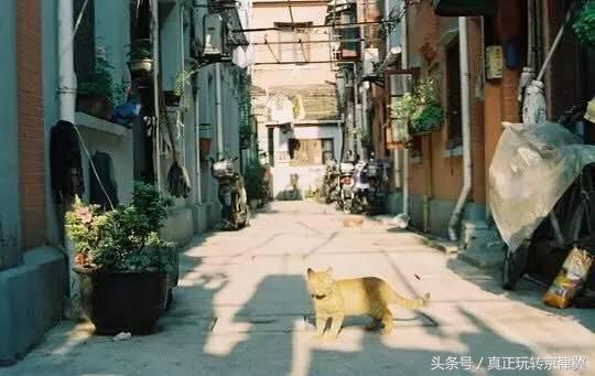 小巷深处的独特风味,探秘隐藏版特色小店最新一期公告