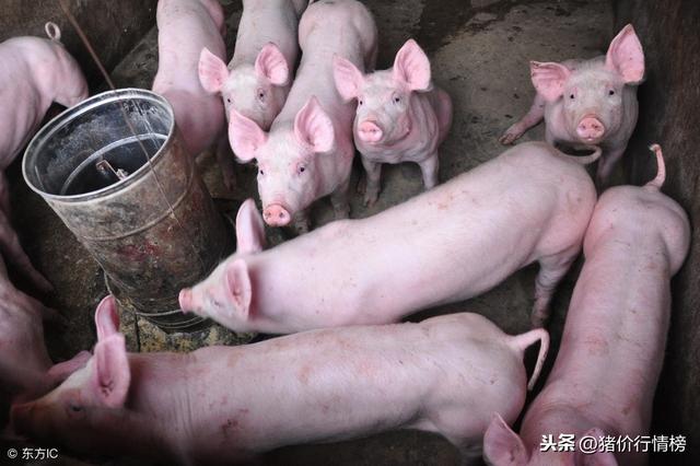 广西今日生猪价格更新，友情传递的温馨猪事