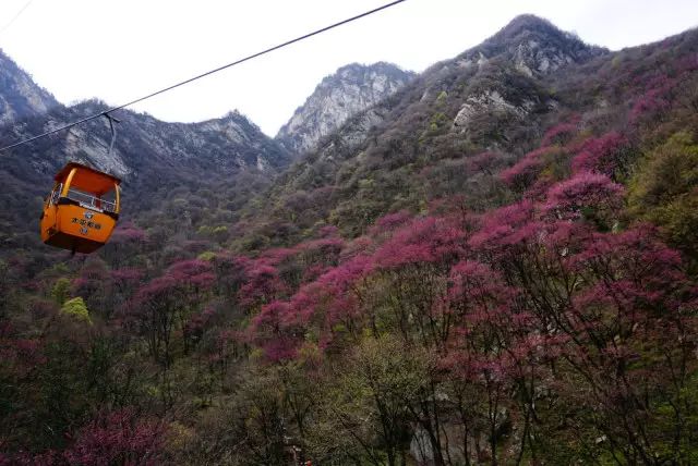 吉林龙井最新消息与时代印记同步更新