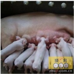 二元母猪最新价格及小巷深处的探秘之旅