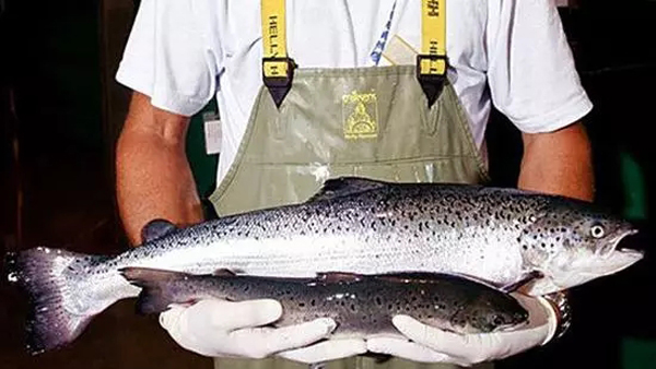 最新挪威三文鱼,活力源泉,自信与成就感的象征