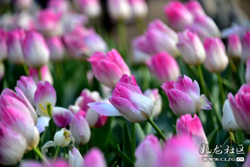 翠湖郁金香最新绽放，观赏与拍摄指南