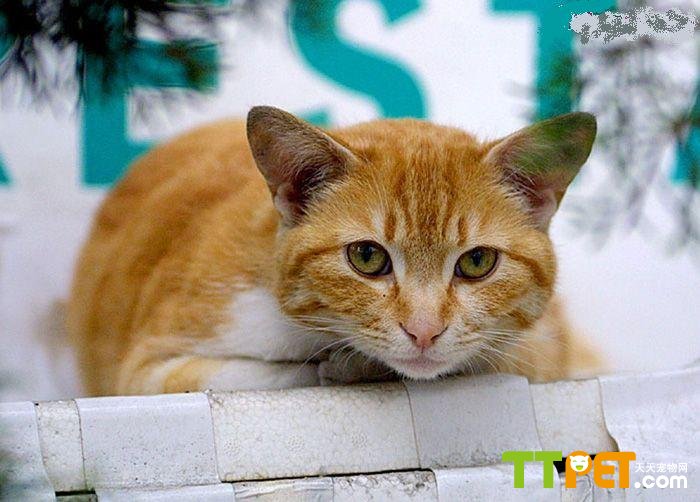 警惕破解软件风险，探索自然美景的旅行才是正道，简洁明了地表达了文章主题，并强调了遵守法律和探索自然美景的积极态度。