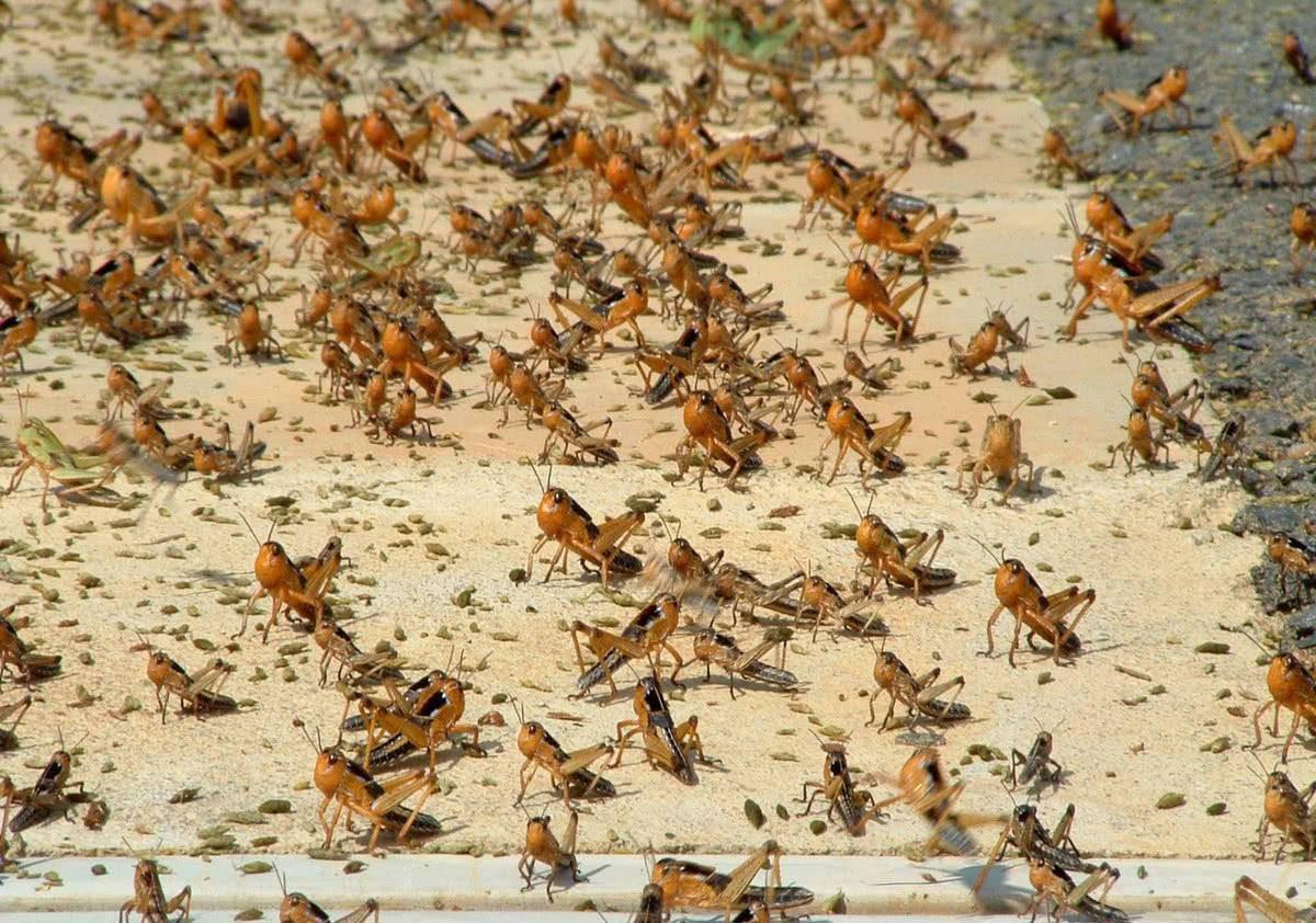 皇虫最新动态揭秘,时代中的独特地位与深远影响