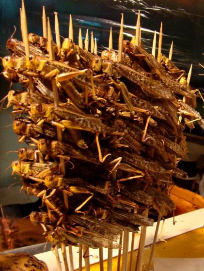 皇虫最新动态揭秘,时代中的独特地位与深远影响