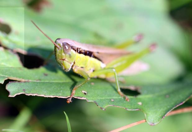 皇虫最新动态揭秘,时代中的独特地位与深远影响