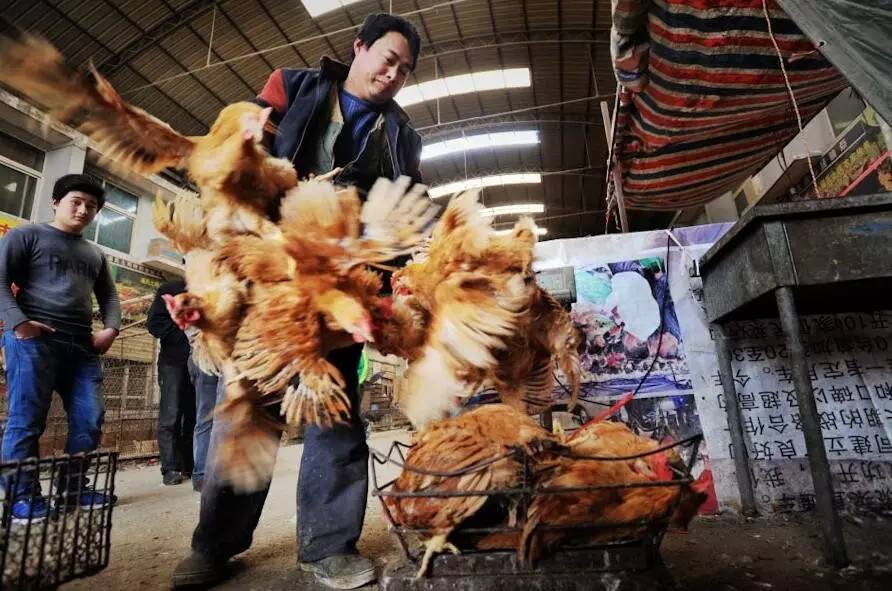 巷弄深处的特色禽鸟小店,最新活禽消息探秘