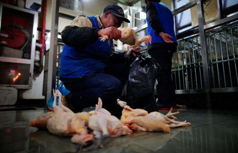 巷弄深处的特色禽鸟小店,最新活禽消息探秘