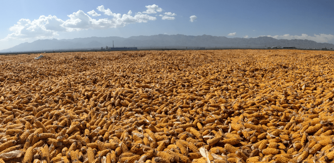 最新抢粮动态,自然美景探险之旅,探寻内心宁静的启程