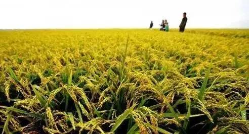 2018年水稻新品种展望，种植希望与未来承诺的探索