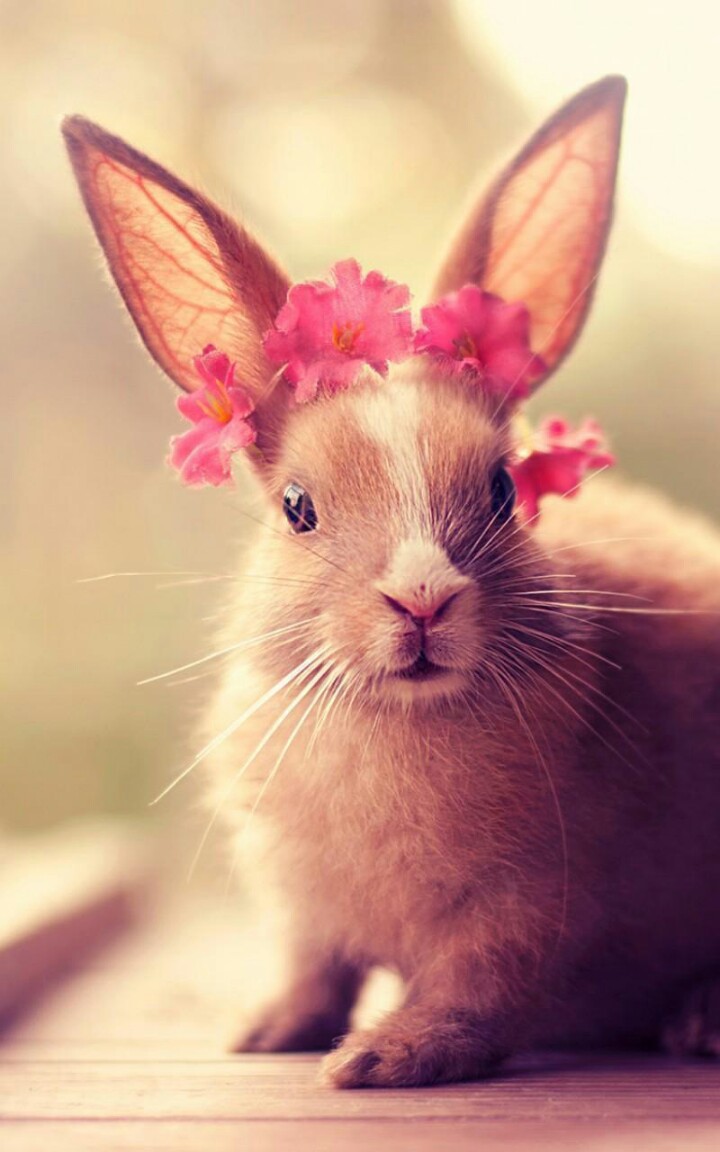 今天晚上澳门三肖兔羊蛇,最新碎析解释说法_YCT55.312随行版