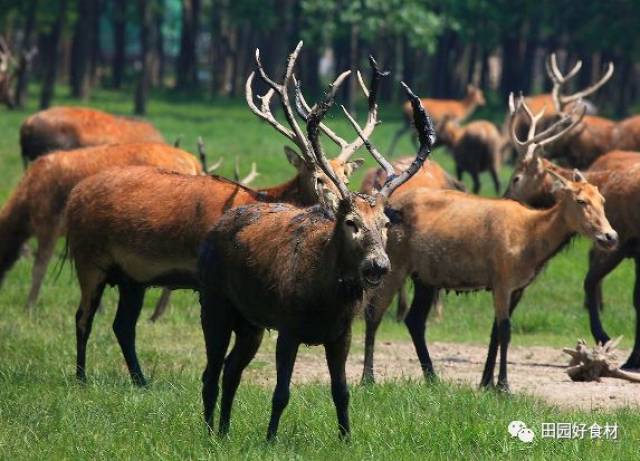 四不像今晚必中一肖,全方位数据解析表述_RUF55.616品味版