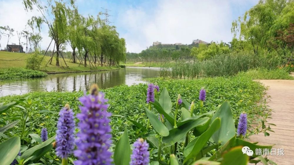 申通公司最新事件揭秘，小巷特色小店背后的活力四溢故事