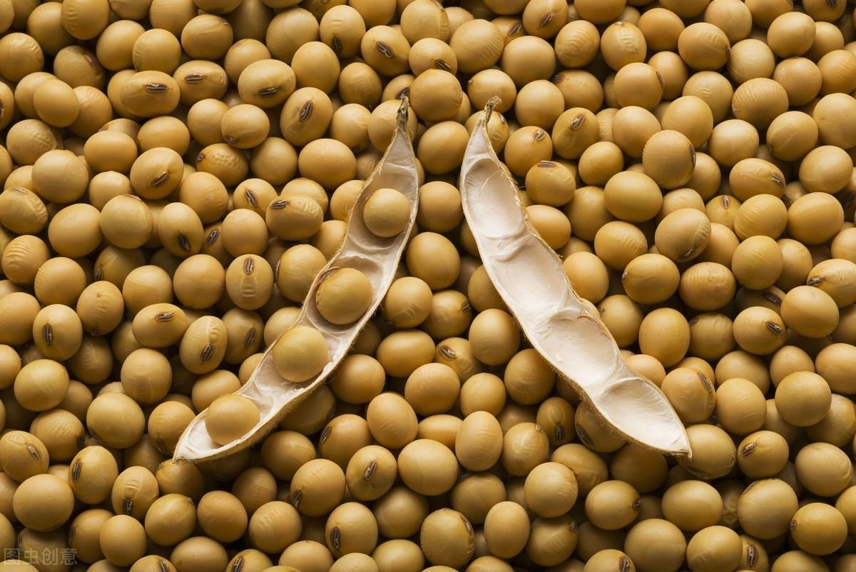 全国豆粕最新价格查询，多元视角下的观察与解析