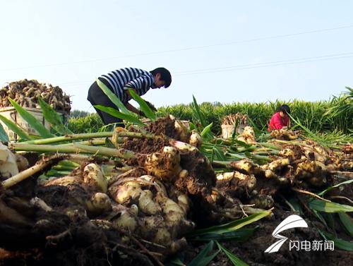 青州姜最新价格行情与探索自然美景之旅