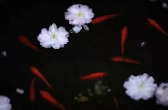 柔持最新动态,心灵与自然的奇妙交融之旅