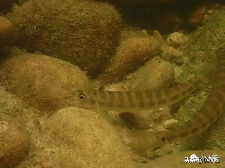 和平精英最新打卡点位置揭秘,自然美景探险之旅启动!