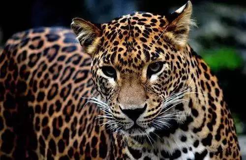 澳门天天彩免费资料大全免费查询狼披羊皮,蛇藏龟壳,专家权威解答_YVA78.583旅行版，澳门必中一肖一码四不像