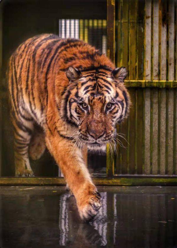 2024年白老虎正版资料,全方位展开数据规划_UOB78.288触控版 111333.соm查询新澳开奖