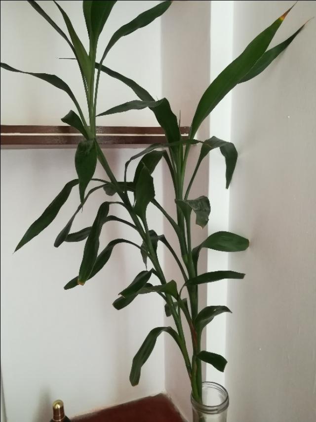 搜同最新大陆,一段温馨有趣的日常故事开启