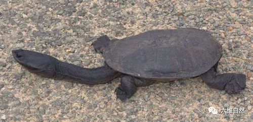 澳门天天彩免费资料大全免费查询狼披羊皮,蛇藏龟壳,专家权威解答_YVA78.583旅行版