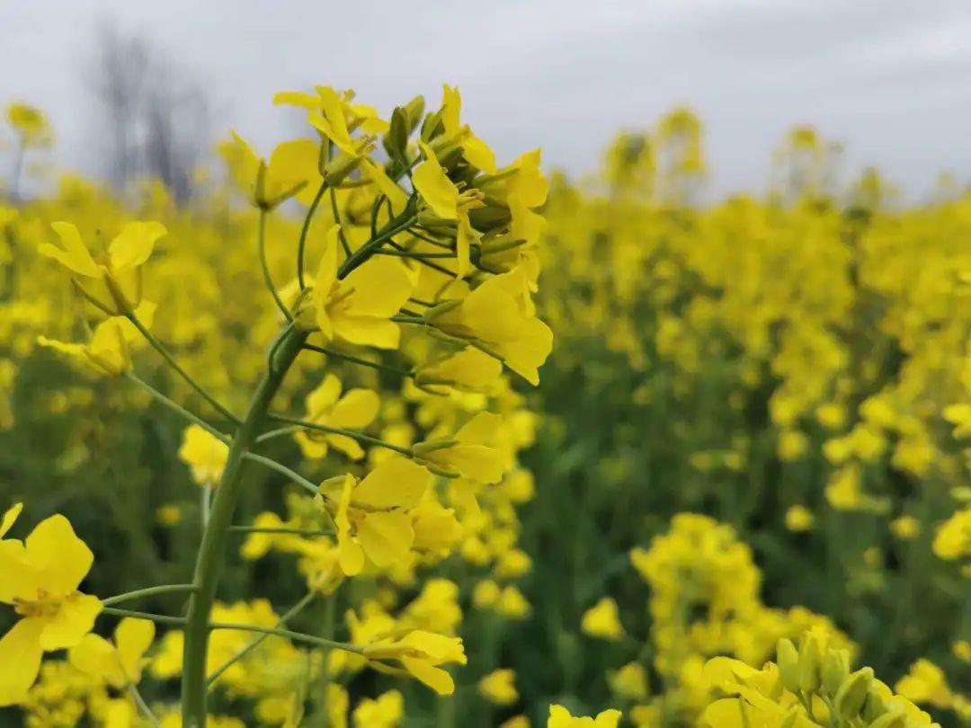 新型肺炎最新消息，自然美景中的探索之旅
