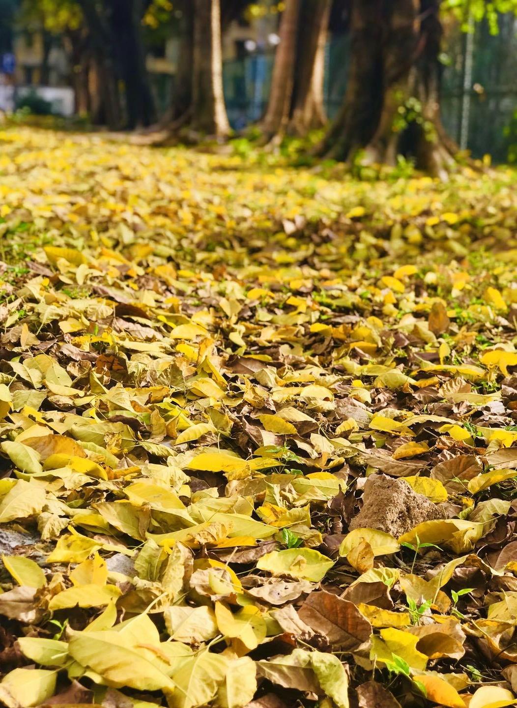 新型肺炎最新消息,自然美景中的探索之旅