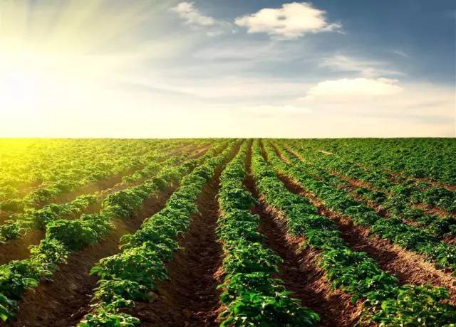 农业种植蔬菜最新技术与小巷深处的绿色奇迹