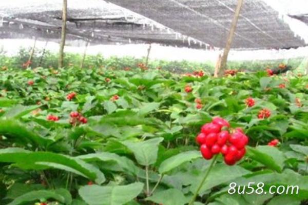 行情分析 第2页