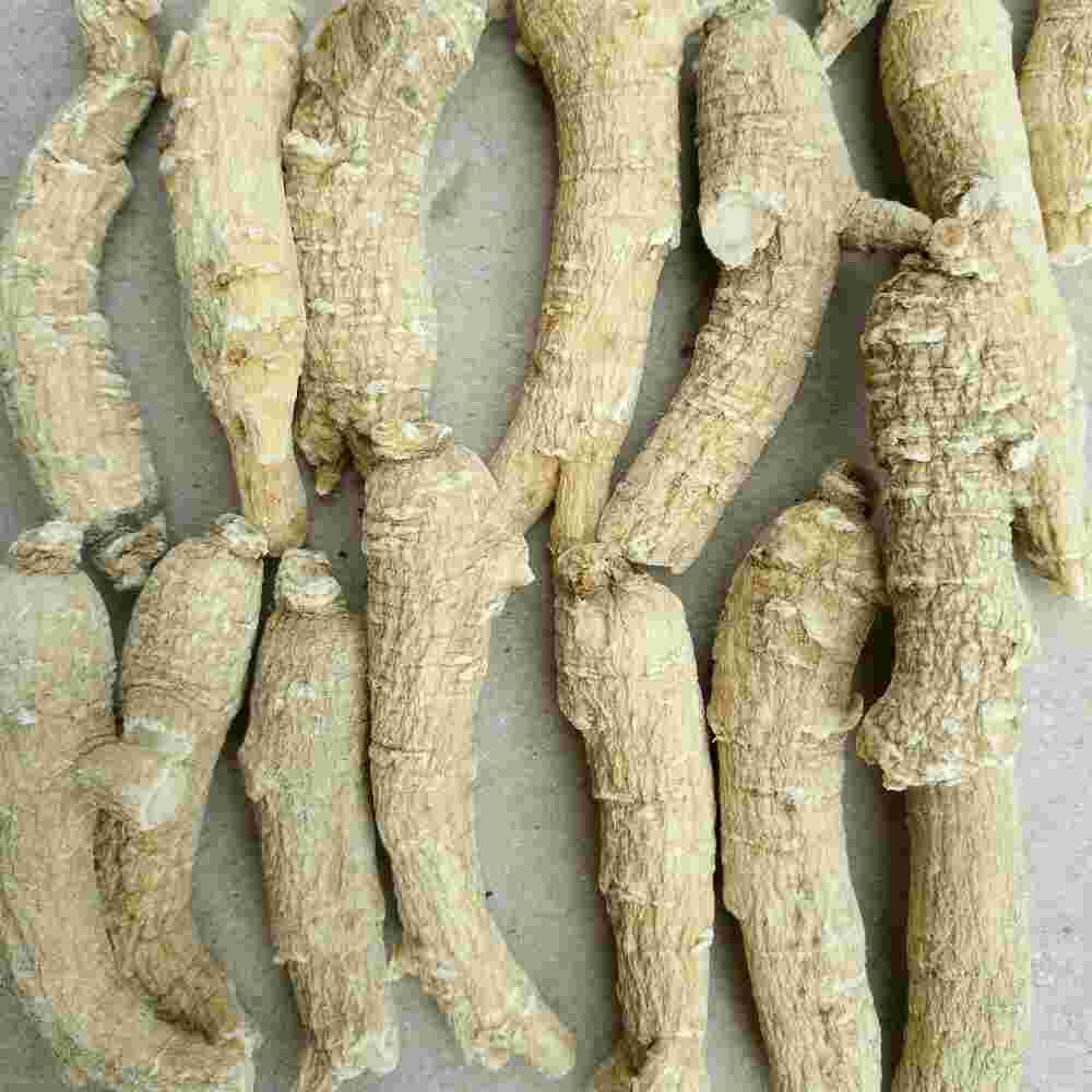 安国西洋参最新市场动态与行情分析