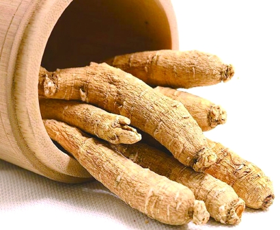 安国西洋参最新市场动态与行情分析