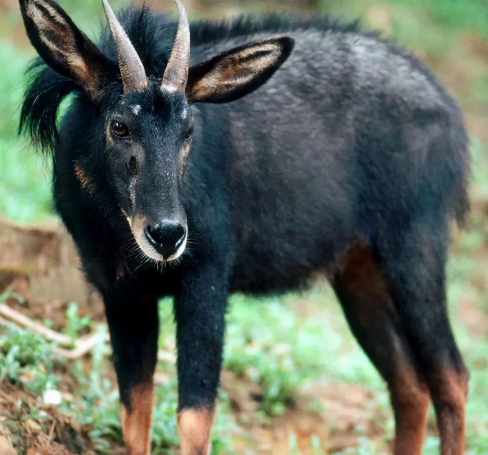 四不像正版+正版四不像,畜牧_HGV23.466实验版