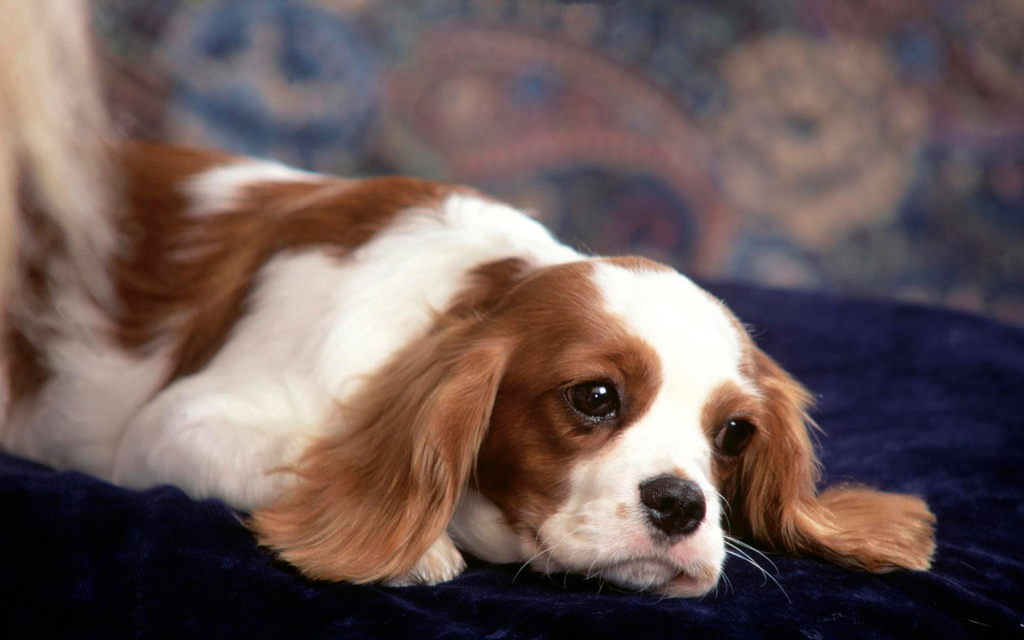 新奥2024四不像资料,资源与环境_DKO23.819家庭版