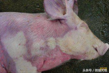 猪病毒最新动态，自信应对挑战，笑中学习成长之路