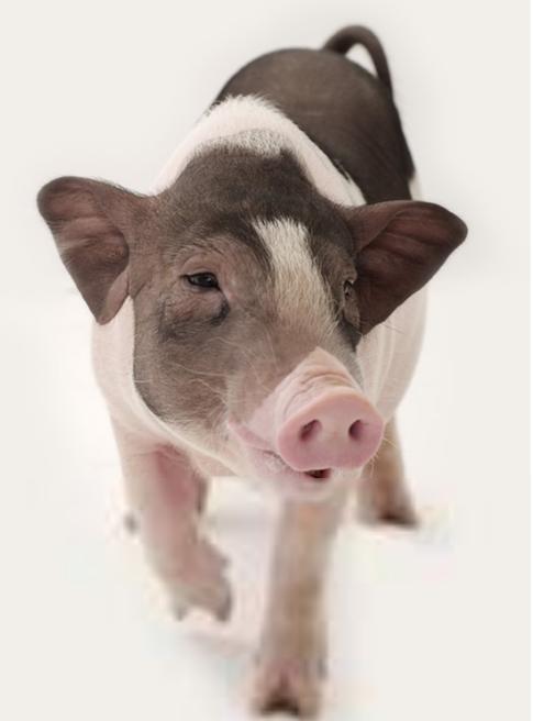 猪病毒最新动态,自信应对挑战,笑中学习成长之路