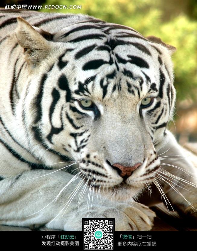 2024年白老虎正版资料,快速产出解决方案_GXJ23.679经典版