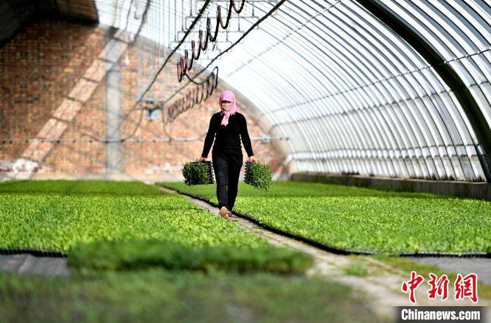 2024澳门正版资料免费大全,农业机械化与电气化_ZHE23.769美学版