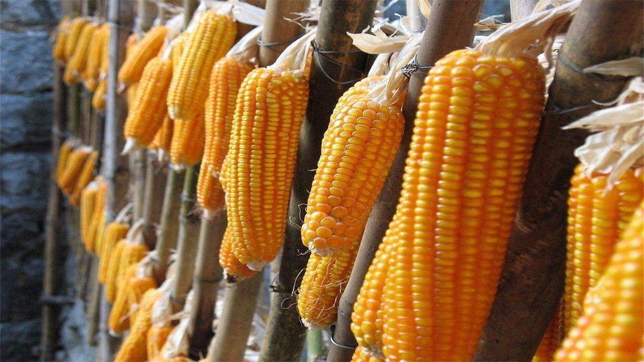 智能农业科技下玉米掉价最新趋势