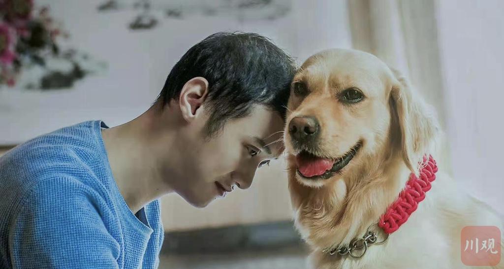 最新小狗狗萌态视频,萌宠魅力席卷而来!