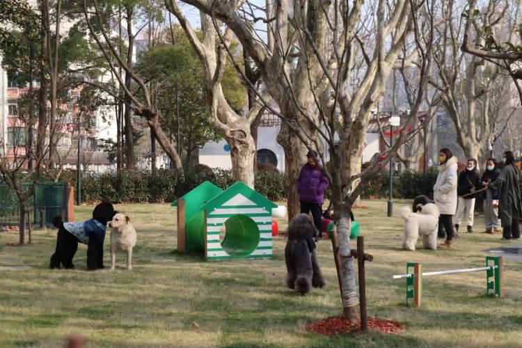 最新小狗狗萌态视频,萌宠魅力席卷而来!