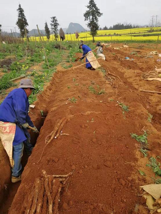 🌟最新山药打沟机，解决种植难题，轻松助力农业生产🌿