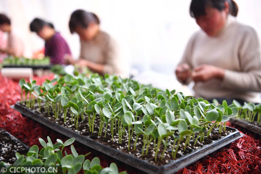 中国育苗最新动态,最新消息与进展🌱🌼