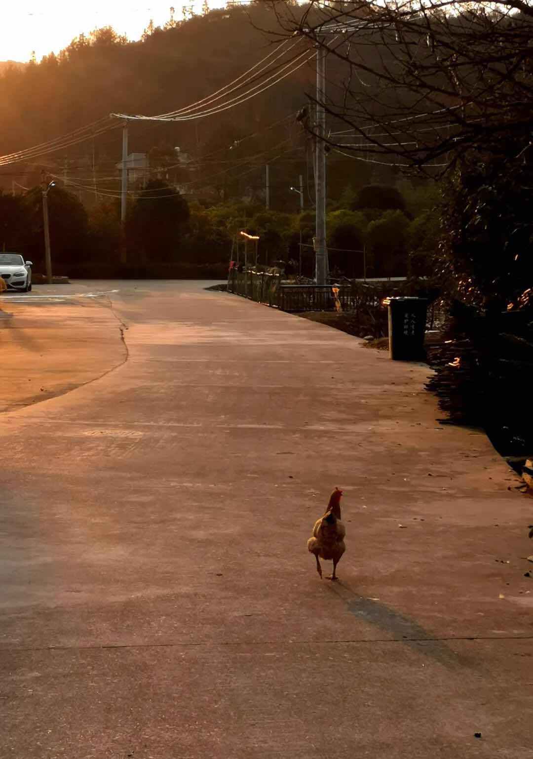 美国北京疫情最新动态,疫情下的温情日常