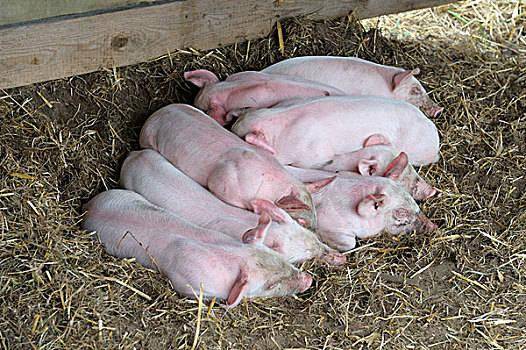 云南今日生猪最新猪价概览,最新指南与动态分析