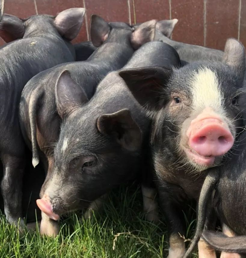 云南今日生猪最新猪价概览,最新指南与动态分析