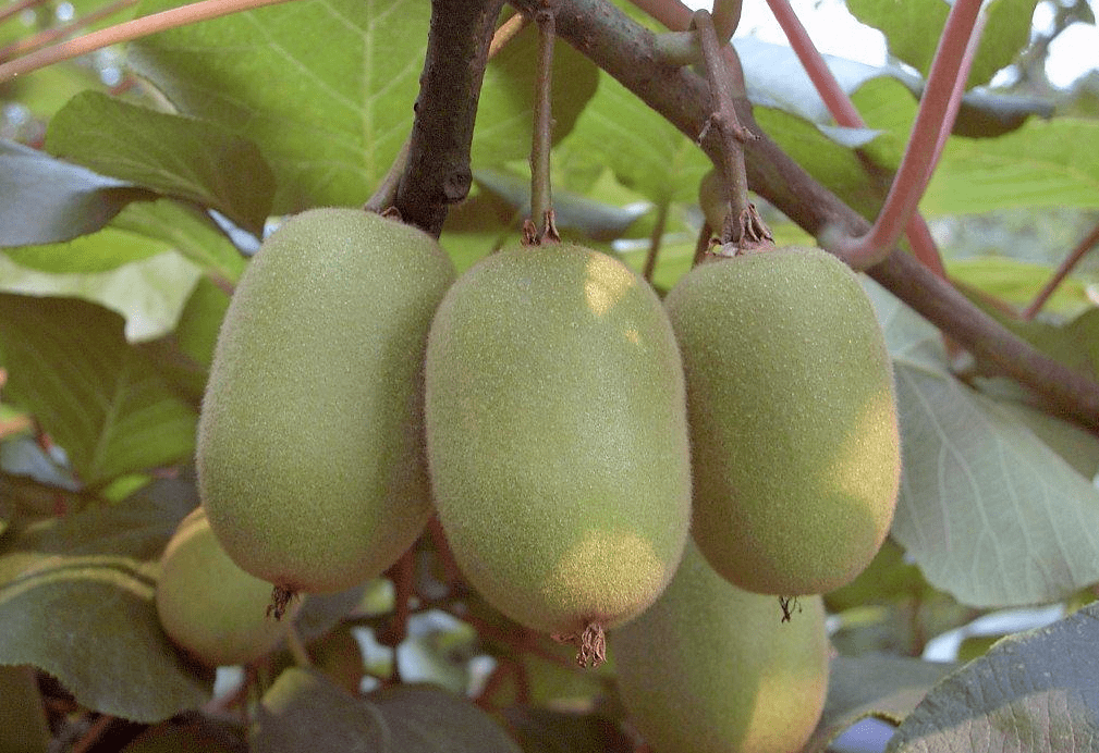 猕猴桃最新事件,一颗果子的奇妙旅程与友情纽带交织成故事