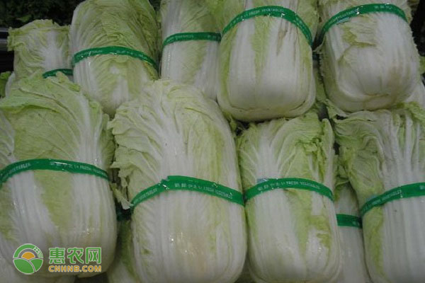 揭秘超市白菜最新价格资讯！