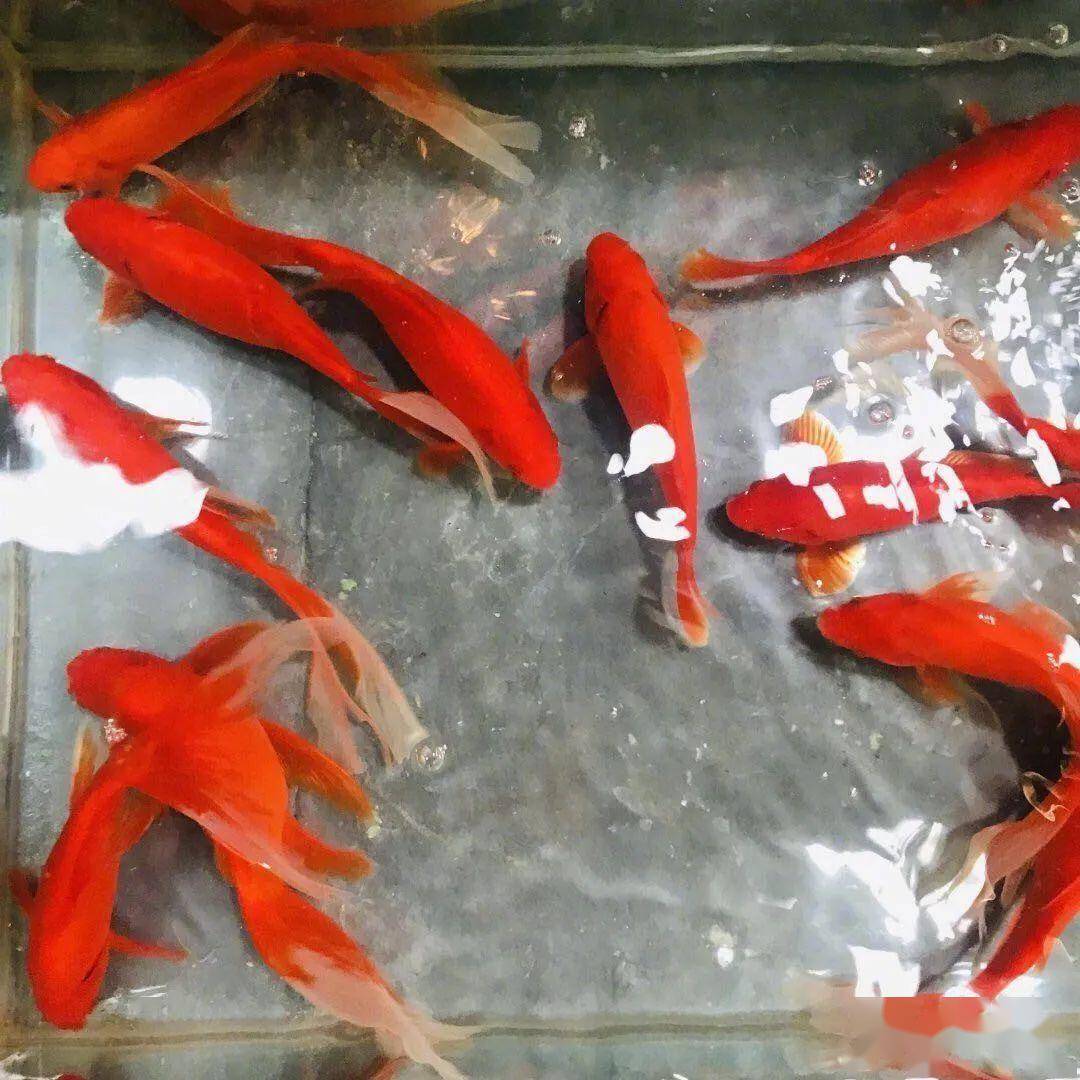 王俊凯绿洲最新动态揭秘，神秘更新引发热议