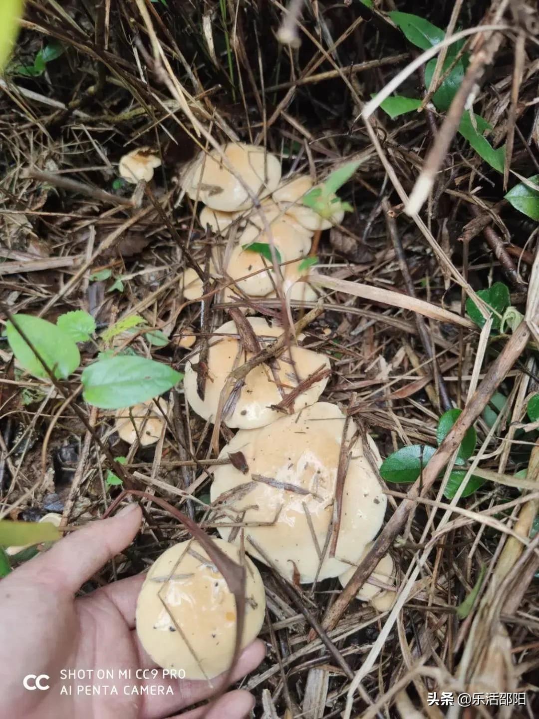 全国疫情防控最新通告,戴口罩共探自然之美