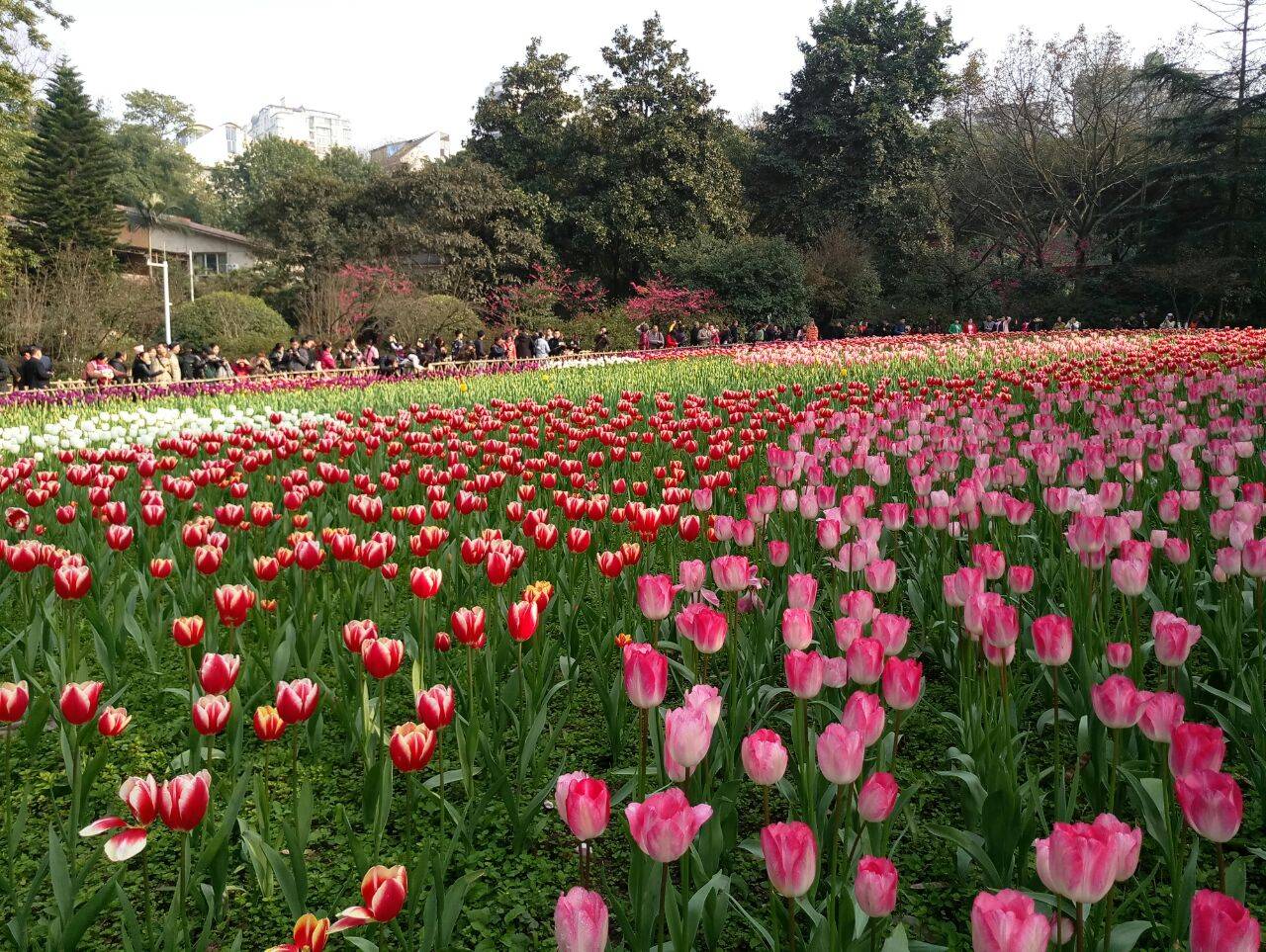 重庆南山植物园探秘,自然美景的心灵之旅